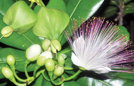 Truong Sa barringtonia asiatica first planted in Singapore